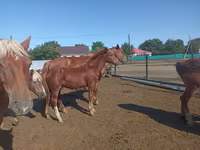 Hingst, Soviet Heavy draft — foto 5