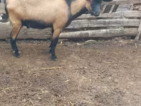 Kambing jantan, Goats — foto 1
