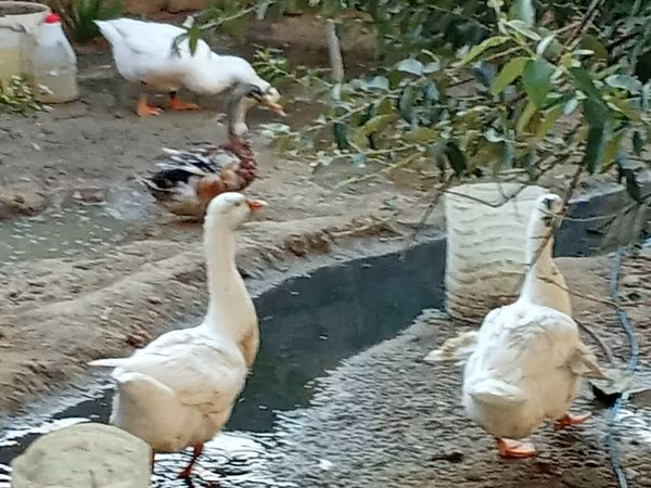 Geese