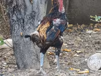 ردکپ دربی‌شر — عکس 8