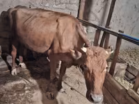 Mucca, Bovini — foto 1