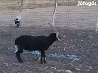 Baran, Shetland sheep — zdjęcie 7