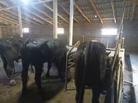 Toro, Aberdeen Angus — foto 4