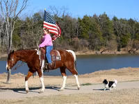 اسب نر, National Show Horse — عکس 6