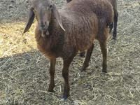 Montone, Rhon sheep — foto 4