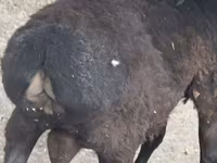 የጎትት አውራ በግ, Sheep — ፎቶ 5