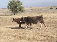 İnek, Sığır — foto 6
