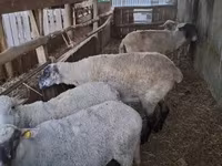 母羊, Sheep — 照片 2