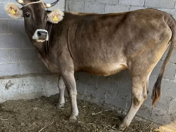 Sigir, Swiss cattle — Qirgʻiziston