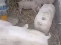 หมูป่าตัวผู้, หมู — รูปภาพ 1