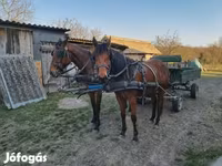 Кобила, Коне — снимка 1