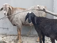Wad, Sheep — sawirka 1