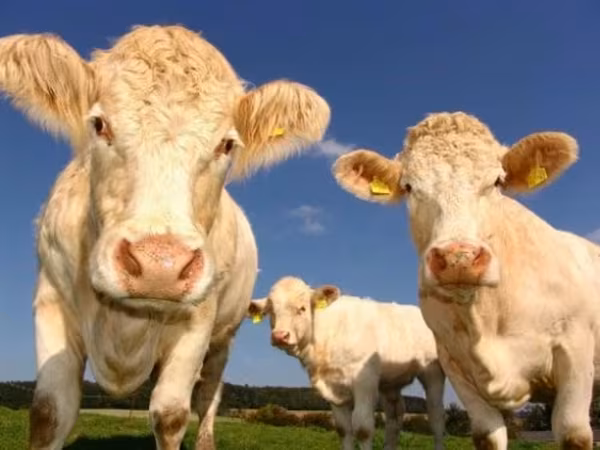 گائے, Russian Black pied cattle — روس