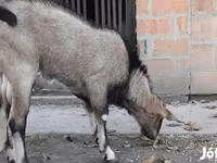 Taka, Nubian Goat — 2-rasm