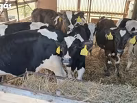 Bulle, Simmental cattle — Foto 3