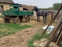 Pastuv, Lipizzaner — fotografija 4