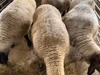 میش, White Suffolk sheep — عکس 4