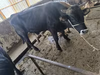 گاو نر, Swiss cattle — عکس 2