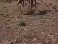 شتر ماده, Kazakh Bactrian camel — عکس 6