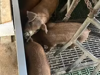 Porci (lot, sex nespecificat) — foto 1