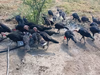 Guinea fowl — foto 2