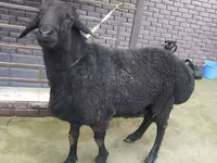 قوچ, Rhon sheep — عکس 2