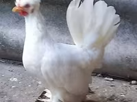 găină daneză — foto 2