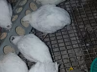Quails — zdjęcie 1