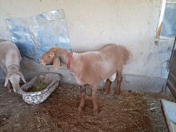 Ram, Arashan sheep
