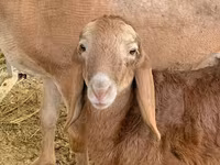 ஆண் ஆடு, Rhon sheep — புகைப்படம் 3