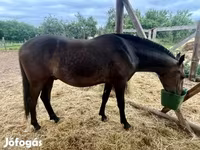 Kůň, Lipizzaner — foto 4