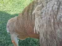 แกะตัวผู้, Arashan sheep — รูปภาพ 7