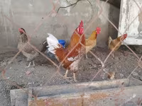 Chickens — foto 1