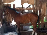 घोड़ी, Thoroughbred horse — फ़ोटो 1