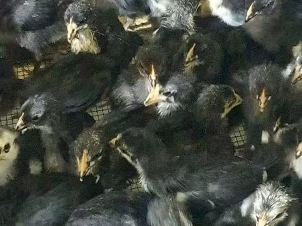 Chickens