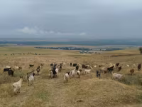 Ziege, Ziegen — Foto 5