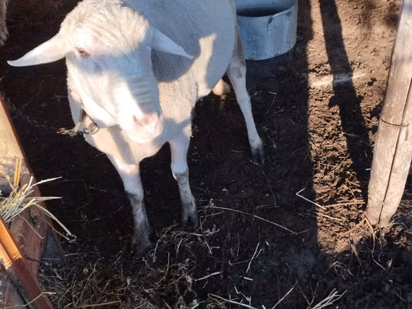 Montone, Lacaune sheep