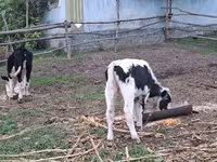 گاو نر, Russian Black pied cattle — عکس 3