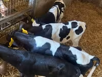 황소, Russian Black pied cattle — 사진 2