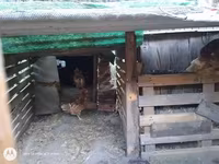 Chickens — الصورة 3