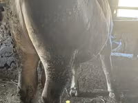Bika, Swiss cattle — 3. fotó