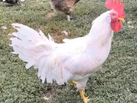 لگهورن — عکس 3