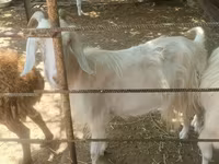 بز ماده, بز — عکس 4