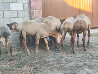 قوچ, Arashan sheep — عکس 4