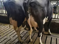 Vacă, Rasa Holstein — foto 7