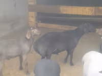 Kambing jantan, Sheep — foto 6