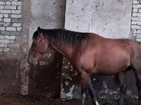 Koń, Kazakh horse — zdjęcie 1