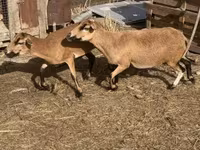Kambing jantan, Cameroon sheep — foto 2