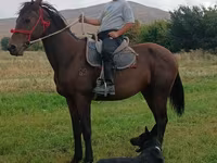 Cavalo, Thoroughbred horse — foto 3