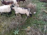 Capre (lotto, sesso non specificato), Saanen goat — foto 3